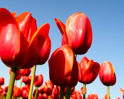 Spring GetAway Specials - Dinner and Spa Credit for 1 or 2 Nights + VIP Card to nearby Kildare Village & Newbridge Silverware!